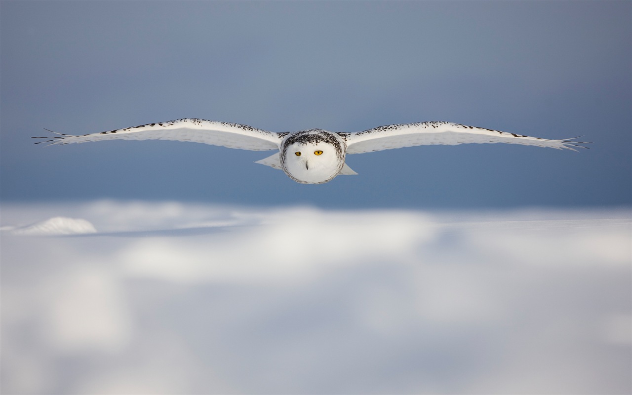 Windows 8 na plochu: Arctic, příroda ekologické krajiny, polární zvířata #12 - 1280x800