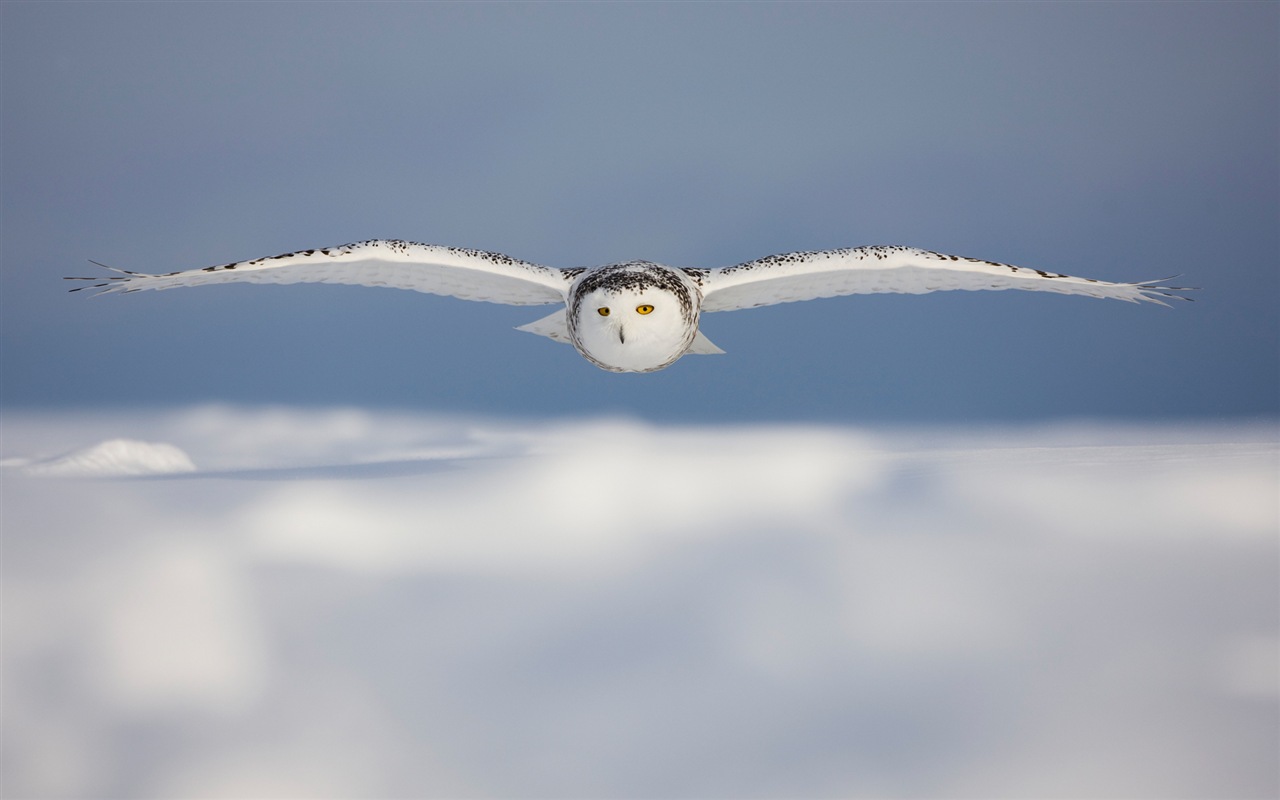 Windowsの8壁紙：北極、自然生態系の風景、北極の動物たち #12 - 1280x800