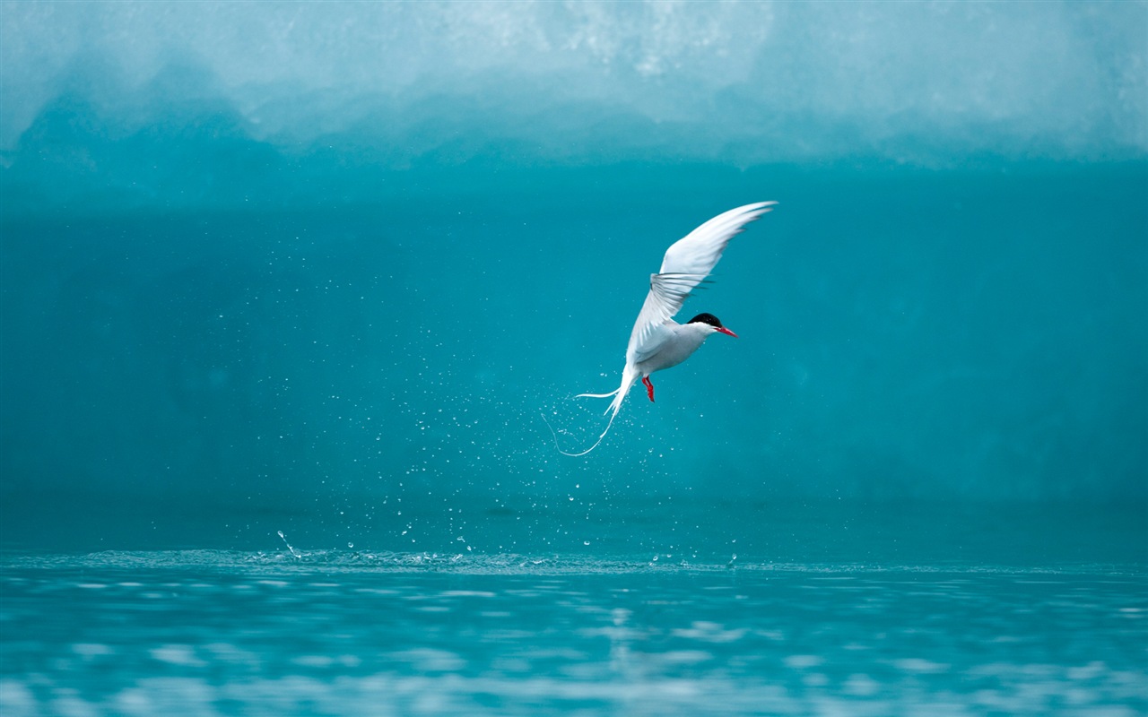 Windows 8 na plochu: Arctic, příroda ekologické krajiny, polární zvířata #15 - 1280x800