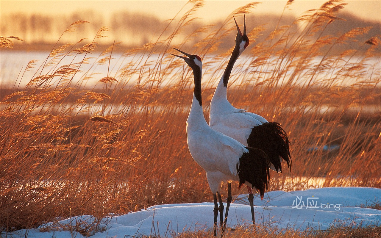 Bing selection best HD wallpapers: China theme wallpaper (2) #6 - 1280x800