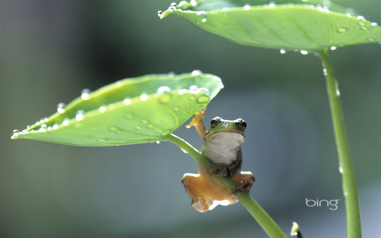 Microsoft Bing HD Wallpapers: japanische Landschaft Thema Tapete #5 - 1280x800