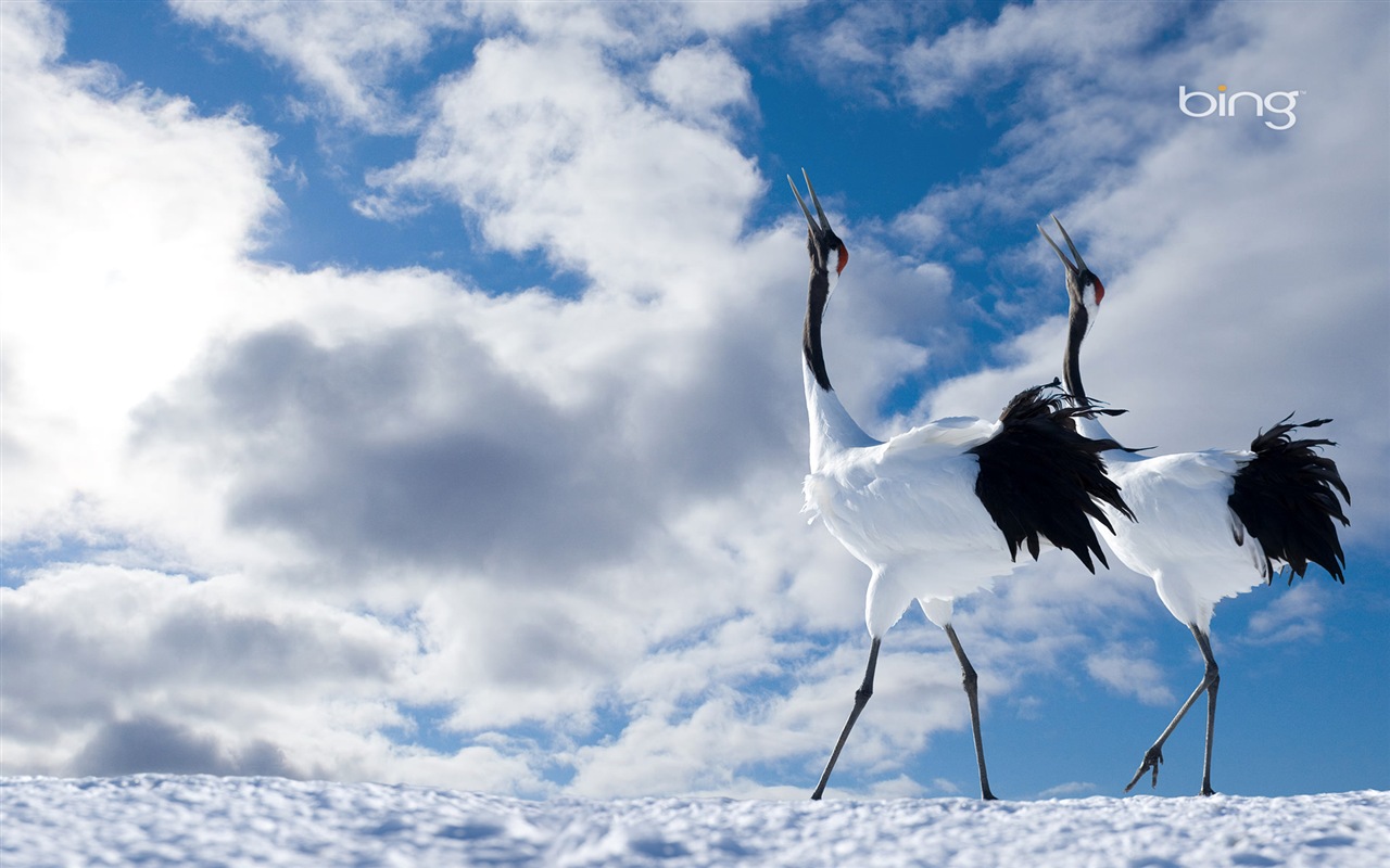 Microsoft Bing HD Wallpapers: fondos de escritorio de paisaje japonés tema #17 - 1280x800