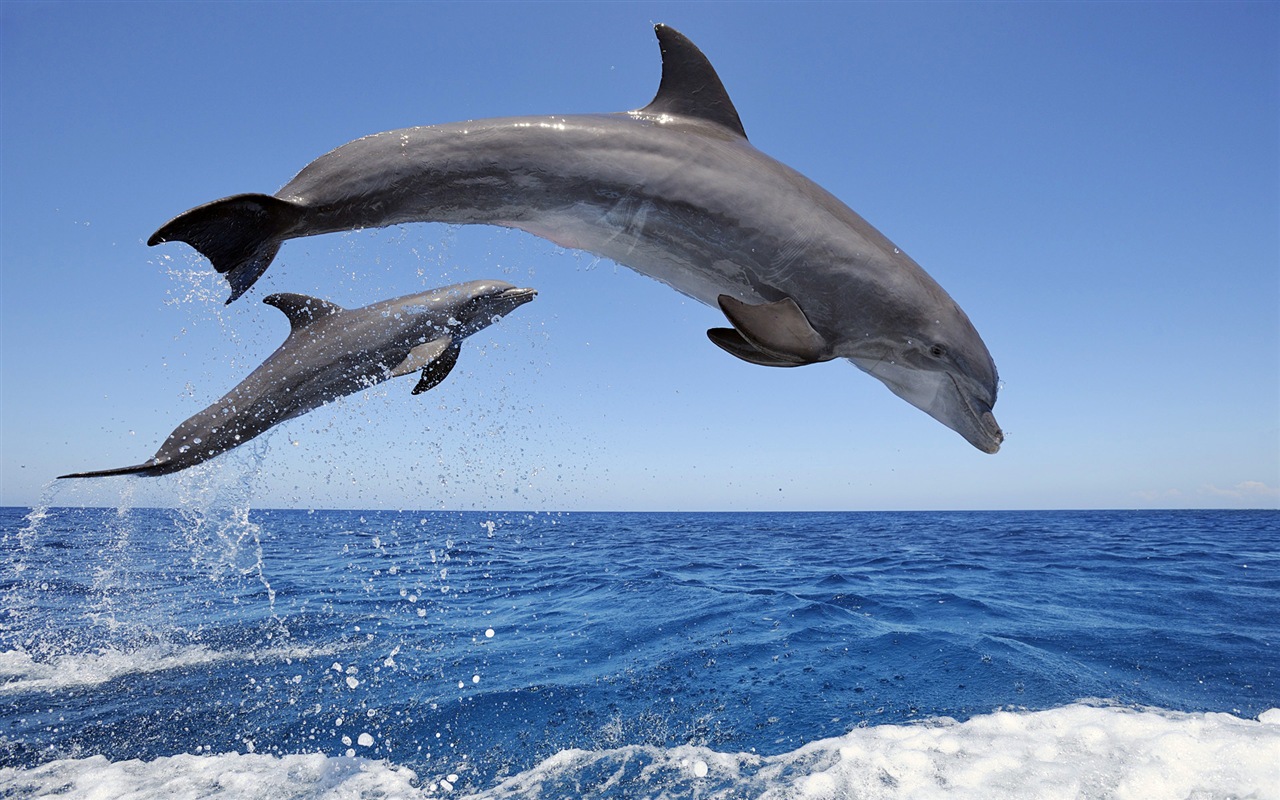 Windows 8 theme wallpaper: elegant dolphins #1 - 1280x800