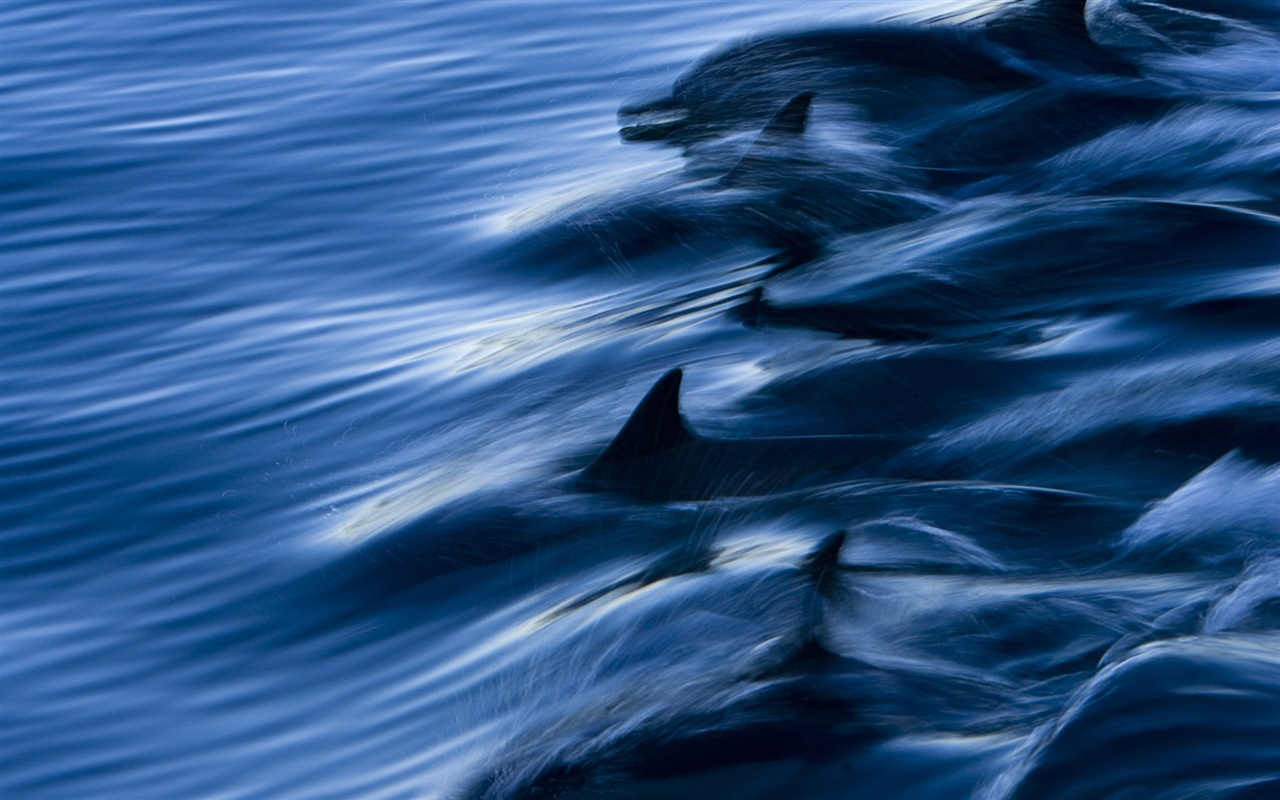 Windows 8 tema wallpaper: delfines elegantes #3 - 1280x800
