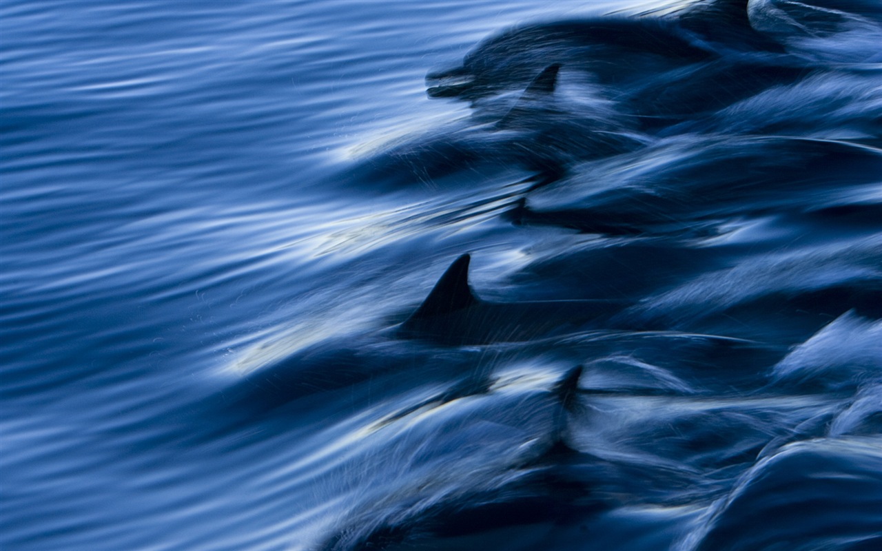 Windows 8 theme wallpaper: elegant dolphins #3 - 1280x800