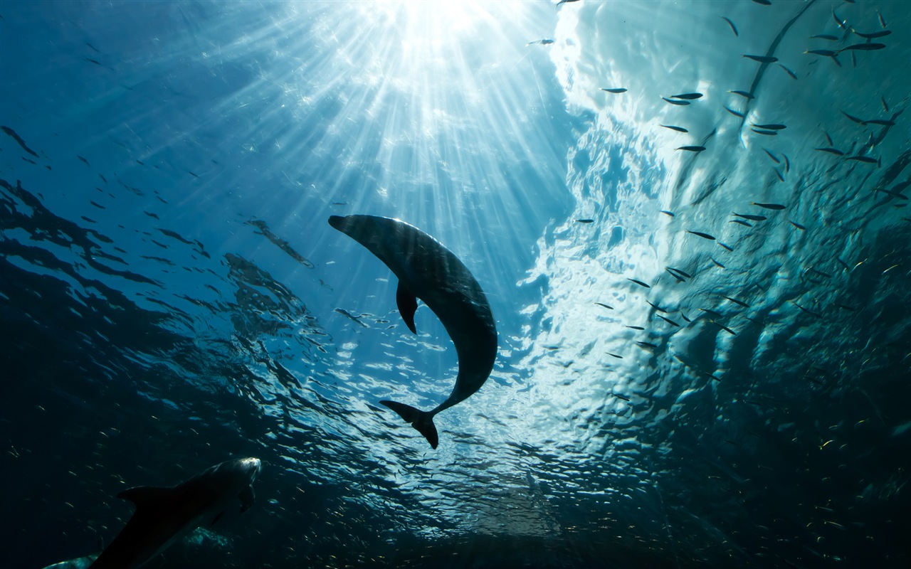 Windows 8 tema wallpaper: delfines elegantes #5 - 1280x800