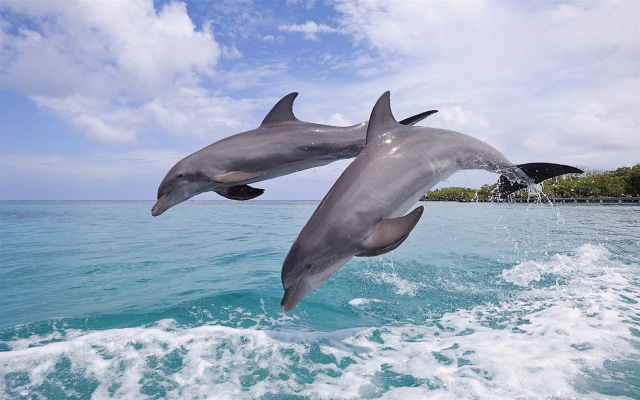 Windows 8 tema wallpaper: delfines elegantes #6 - 1280x800