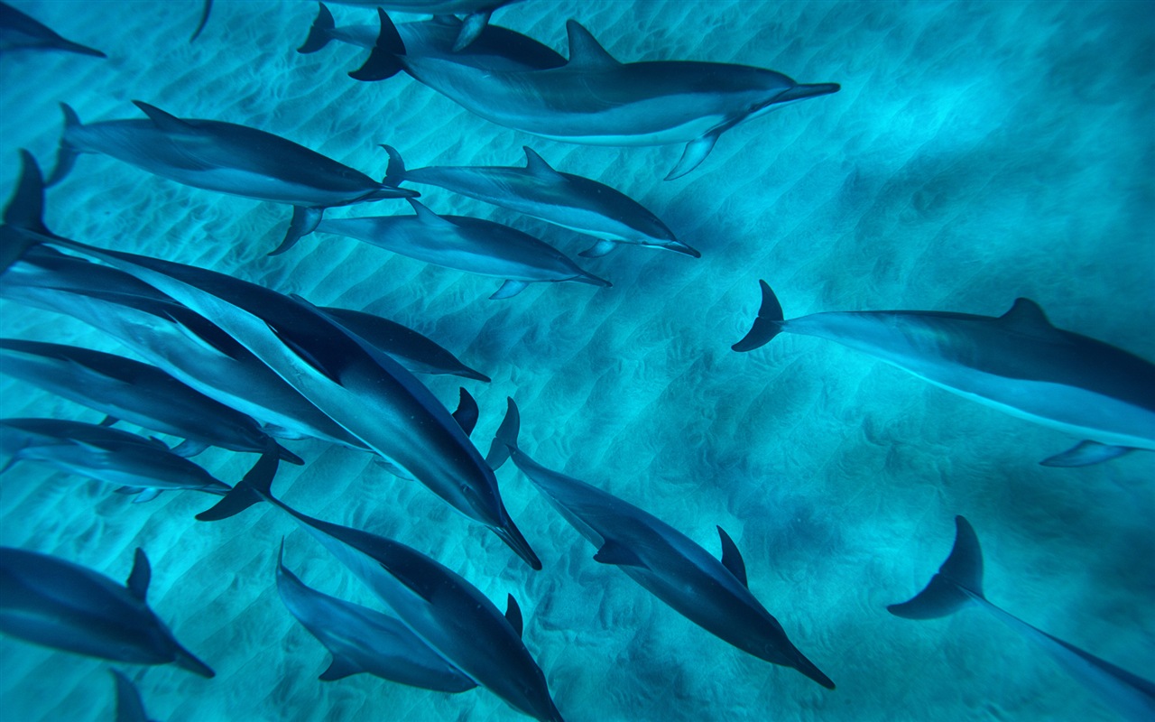 Windows 8 tema wallpaper: delfines elegantes #7 - 1280x800