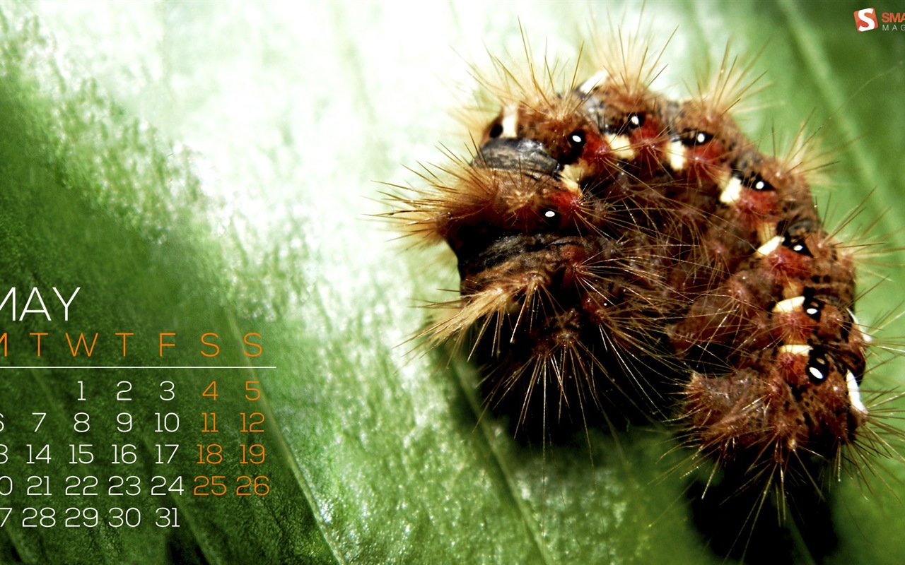 May 2013 calendar wallpaper (1) #1 - 1280x800