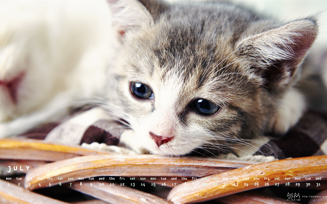 2013年7月 月曆壁紙(二) #19 - 1280x800