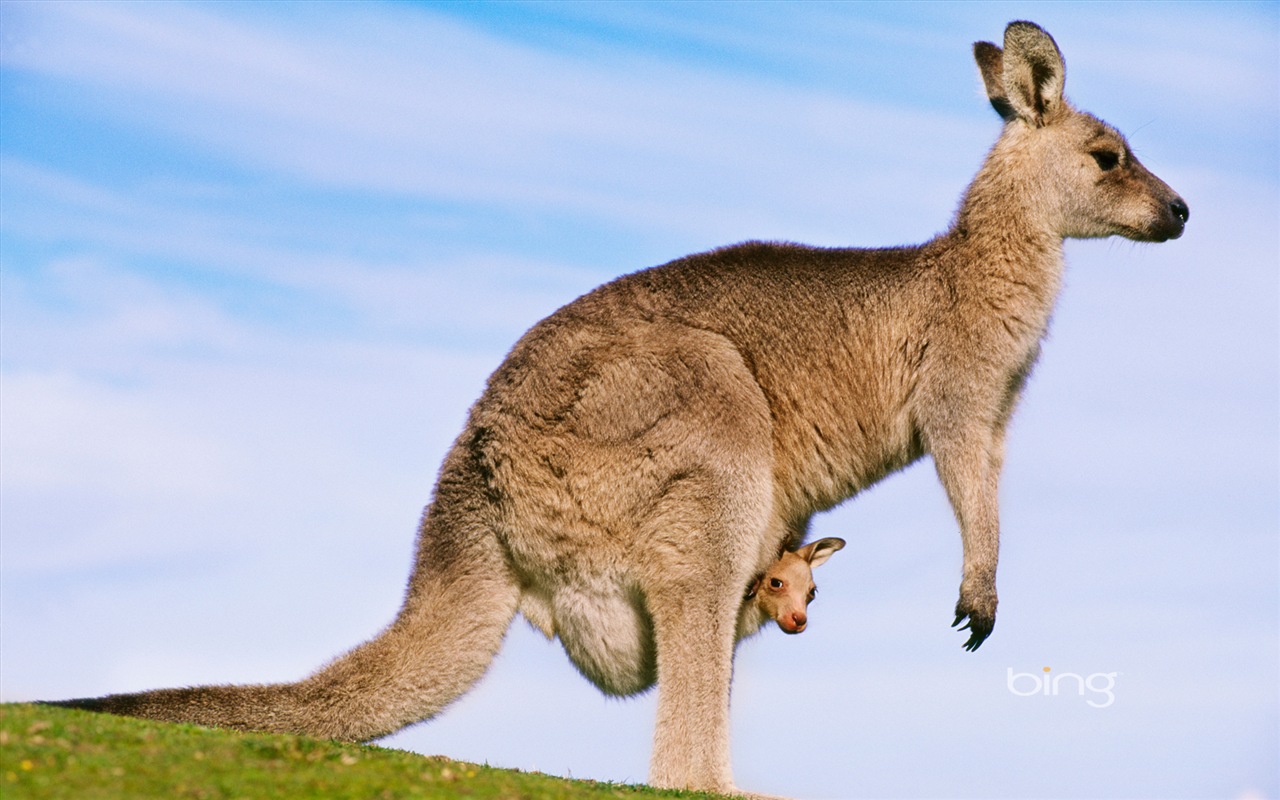 Bing Australie thème fonds d'écran HD, animaux, nature, bâtiments #1 - 1280x800