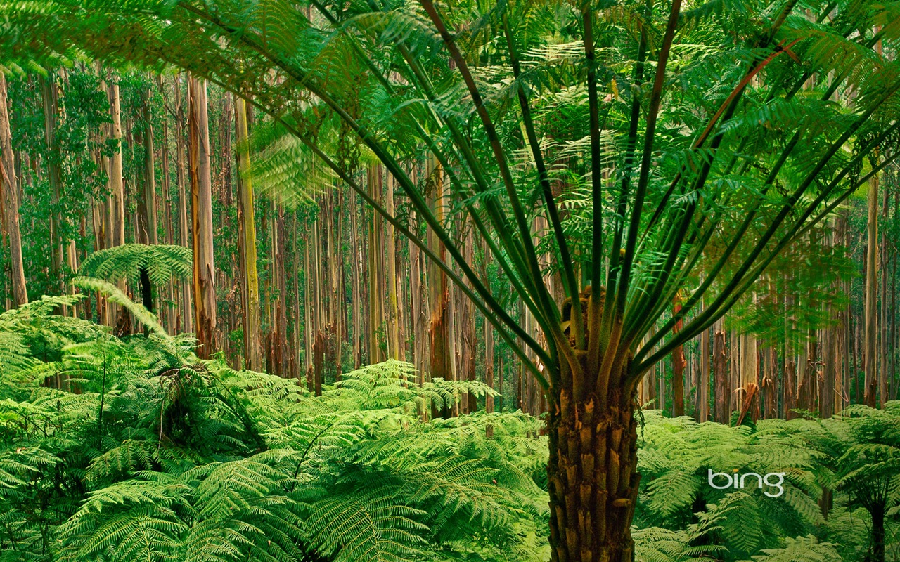 Bing Australie thème fonds d'écran HD, animaux, nature, bâtiments #2 - 1280x800