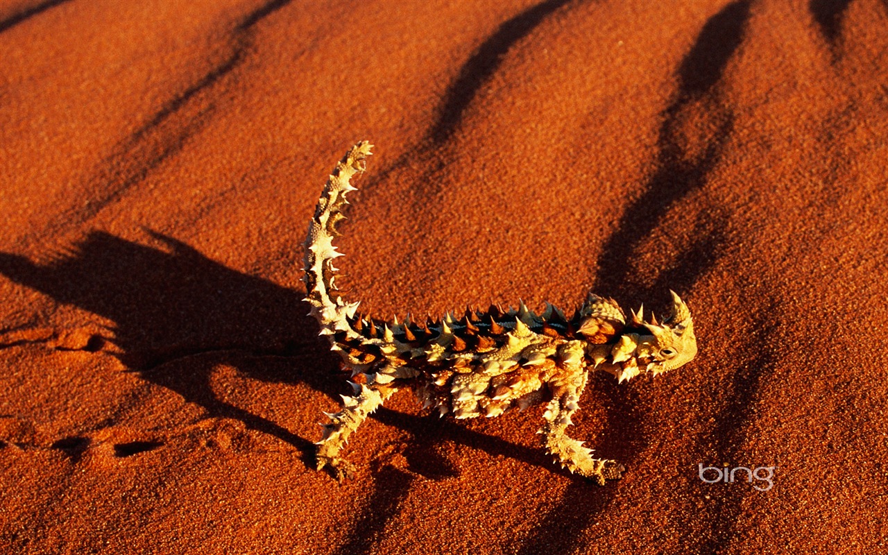 Bing 必應澳大利亞主題高清壁紙，動物，自然，建築 #7 - 1280x800