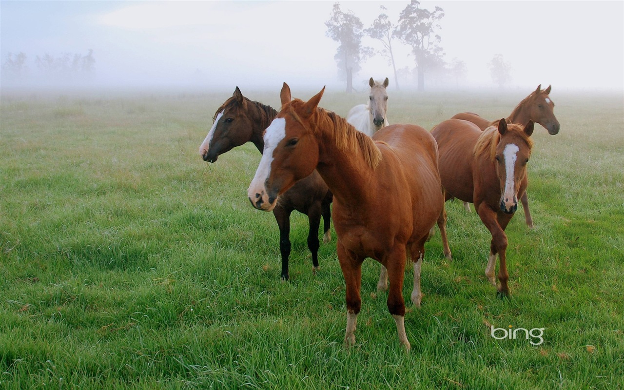 Bing Australie thème fonds d'écran HD, animaux, nature, bâtiments #9 - 1280x800