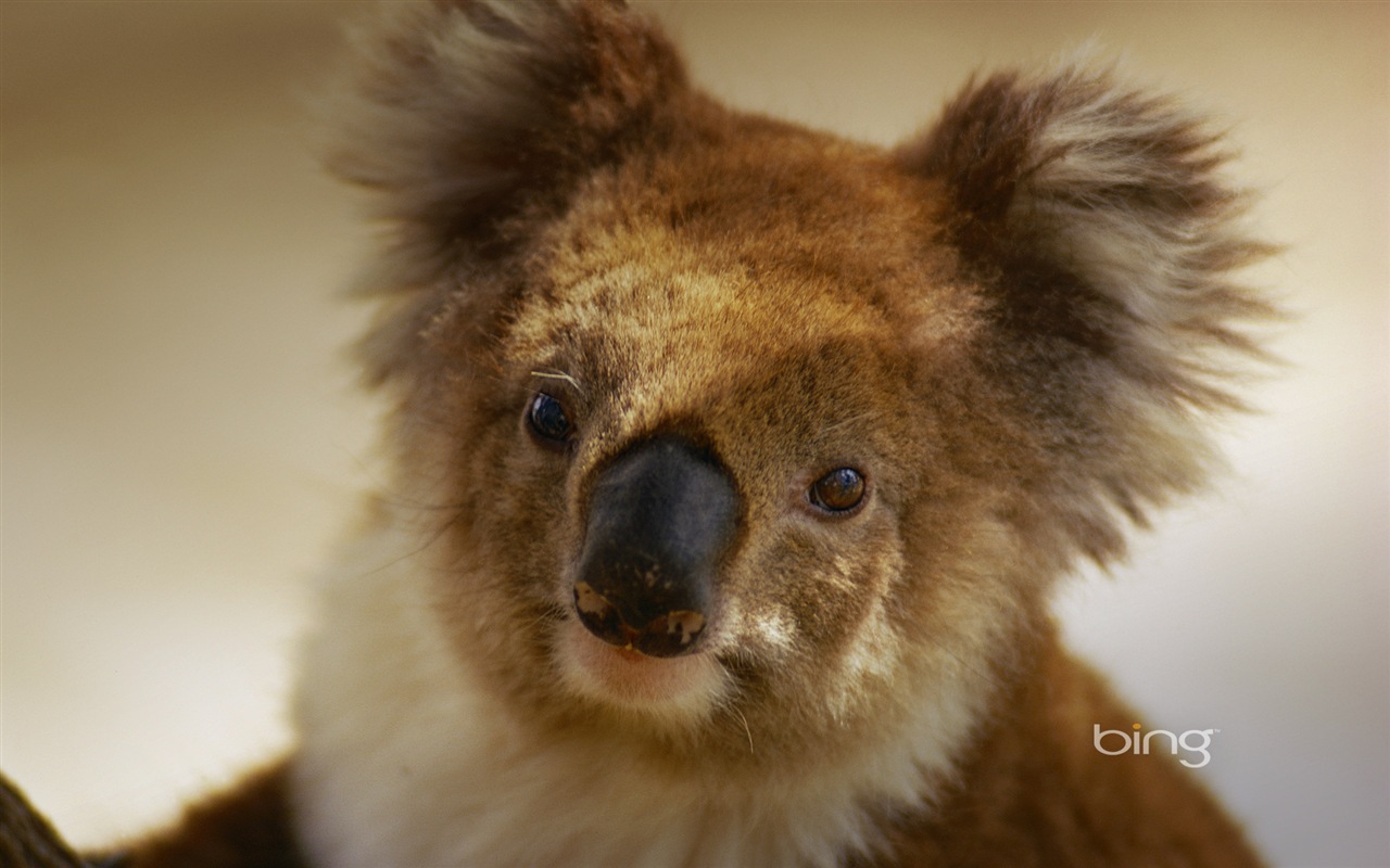 Microsoft Bing thème fonds d'écran HD, l'Australie, ville, paysage, animaux #3 - 1280x800