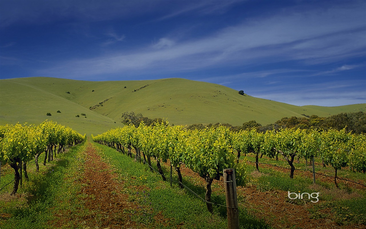 Microsoft Bing thème fonds d'écran HD, l'Australie, ville, paysage, animaux #6 - 1280x800