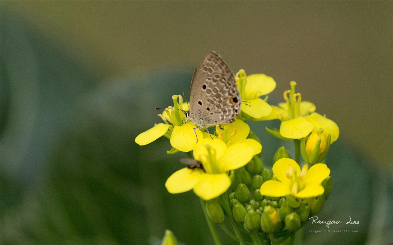 Windows 8 花鳥蝴蝶高清壁紙 #2 - 1280x800