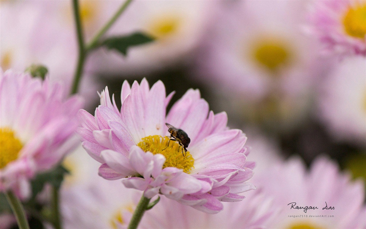 Windows 8 花鳥蝴蝶高清壁紙 #5 - 1280x800