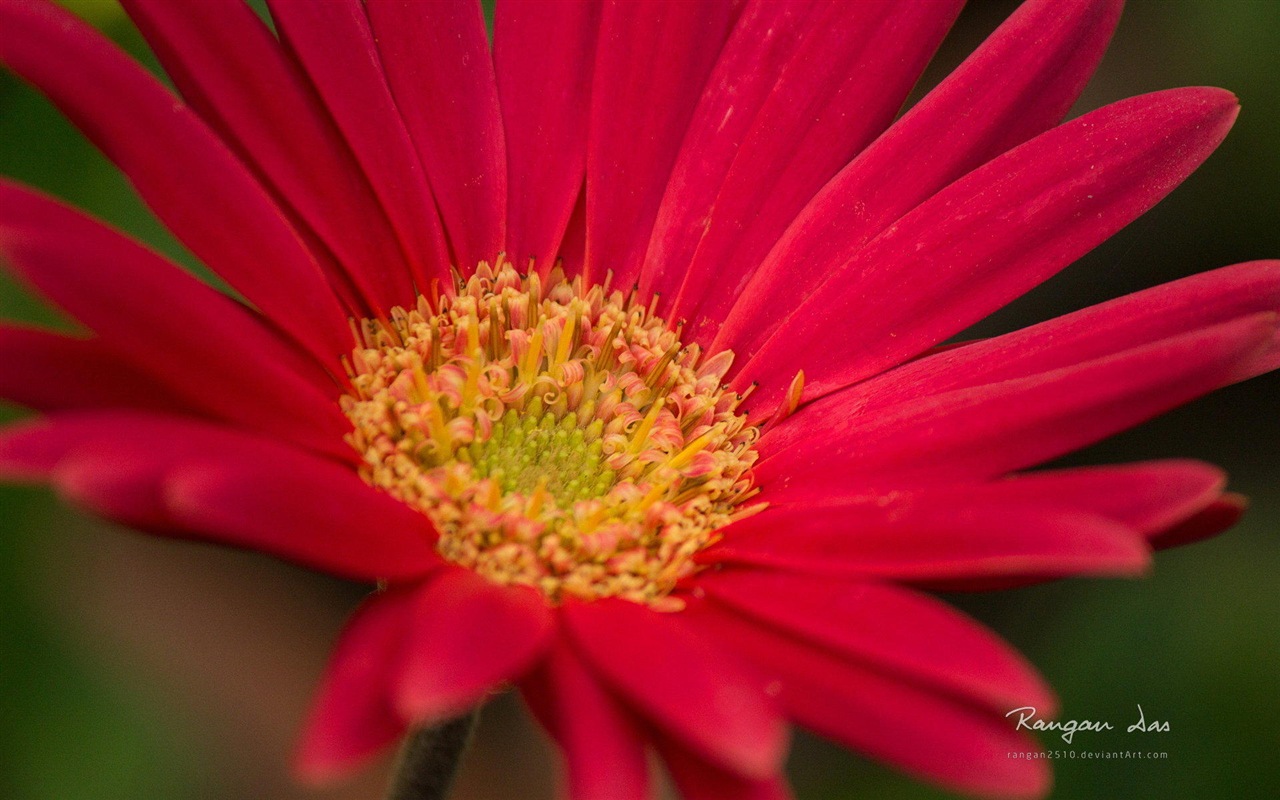 Windows 8 flowers birds butterfly HD wallpapers #6 - 1280x800