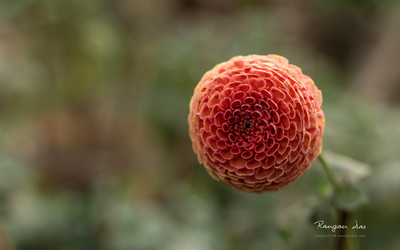 Windows 8 花鳥蝴蝶高清壁紙 #10 - 1280x800