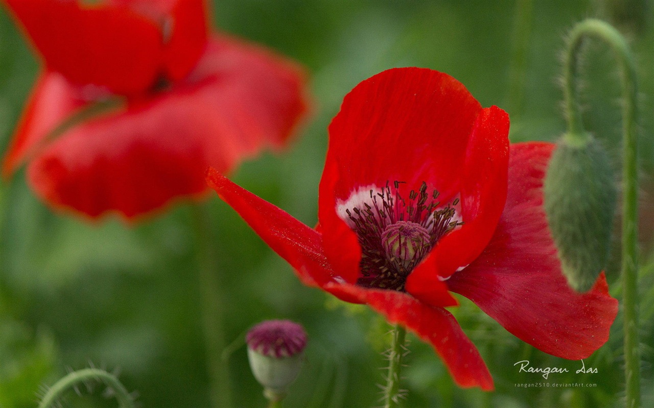 Windows 8 fleurs oiseaux papillon écran HD #11 - 1280x800