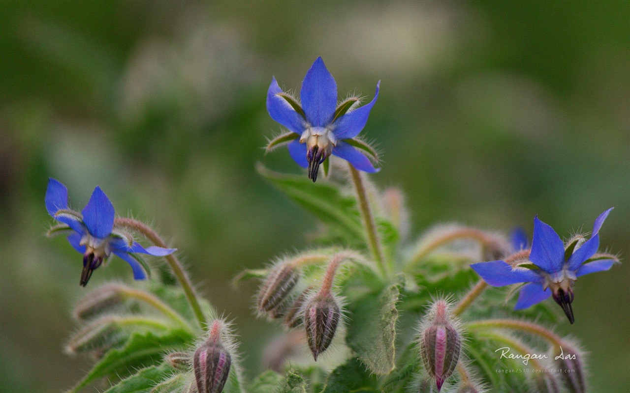 Windows 8の花、鳥、蝶HDの壁紙 #13 - 1280x800