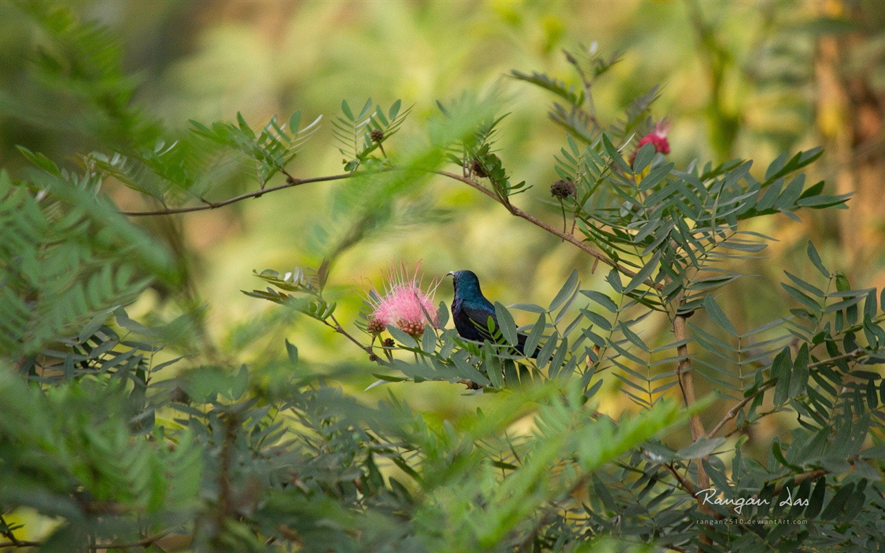 Windows 8 花鳥蝴蝶高清壁紙 #17 - 1280x800