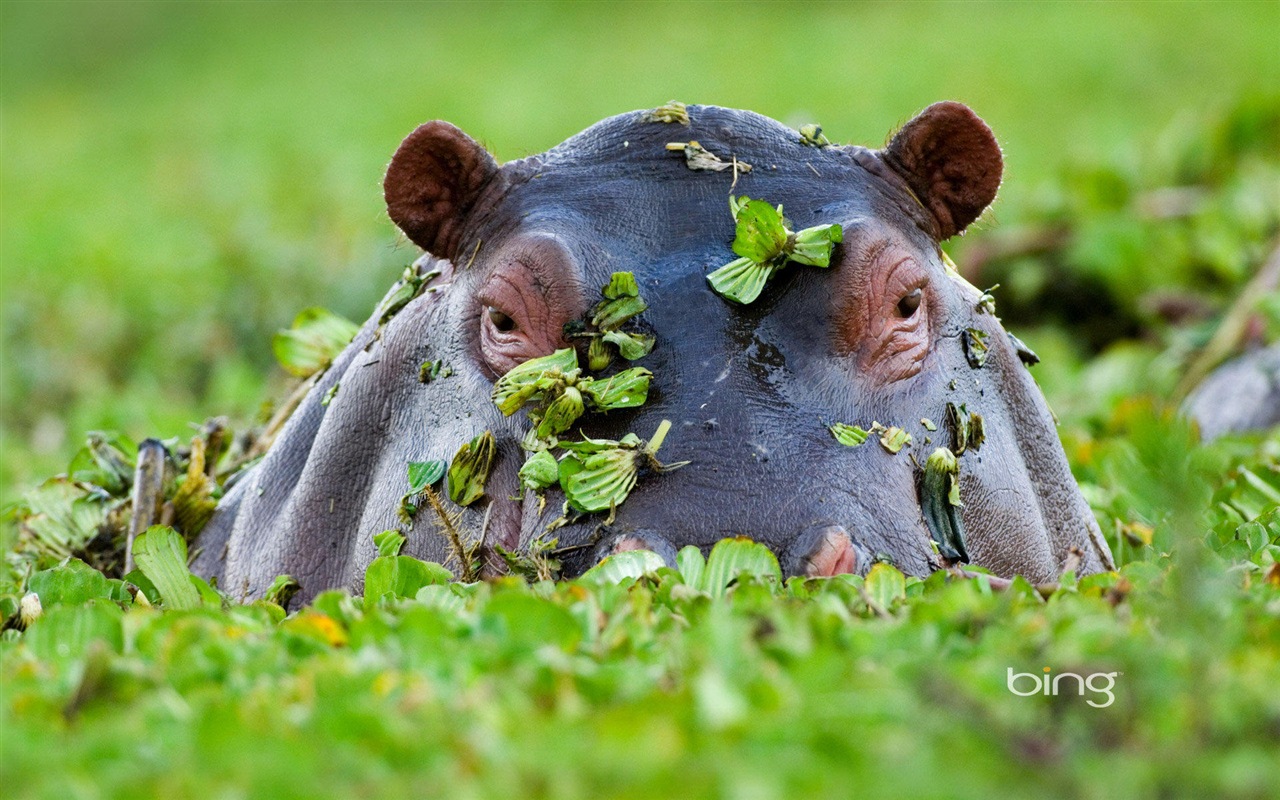 2013 Bing animaux officielles et fonds d'écran HD de paysage #2 - 1280x800