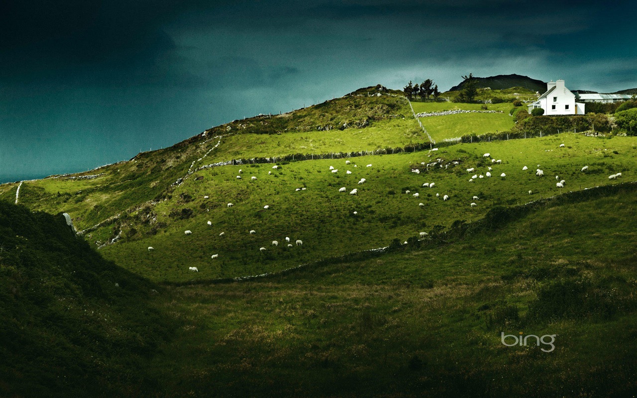 2013 Bing 必應官方動物和風景高清壁紙 #5 - 1280x800
