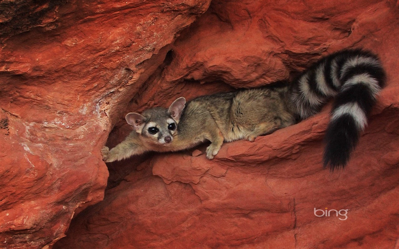 2013 Bing animaux officielles et fonds d'écran HD de paysage #6 - 1280x800