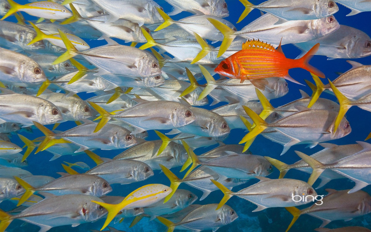 2013 Bing official animals and landscape HD wallpapers #10 - 1280x800