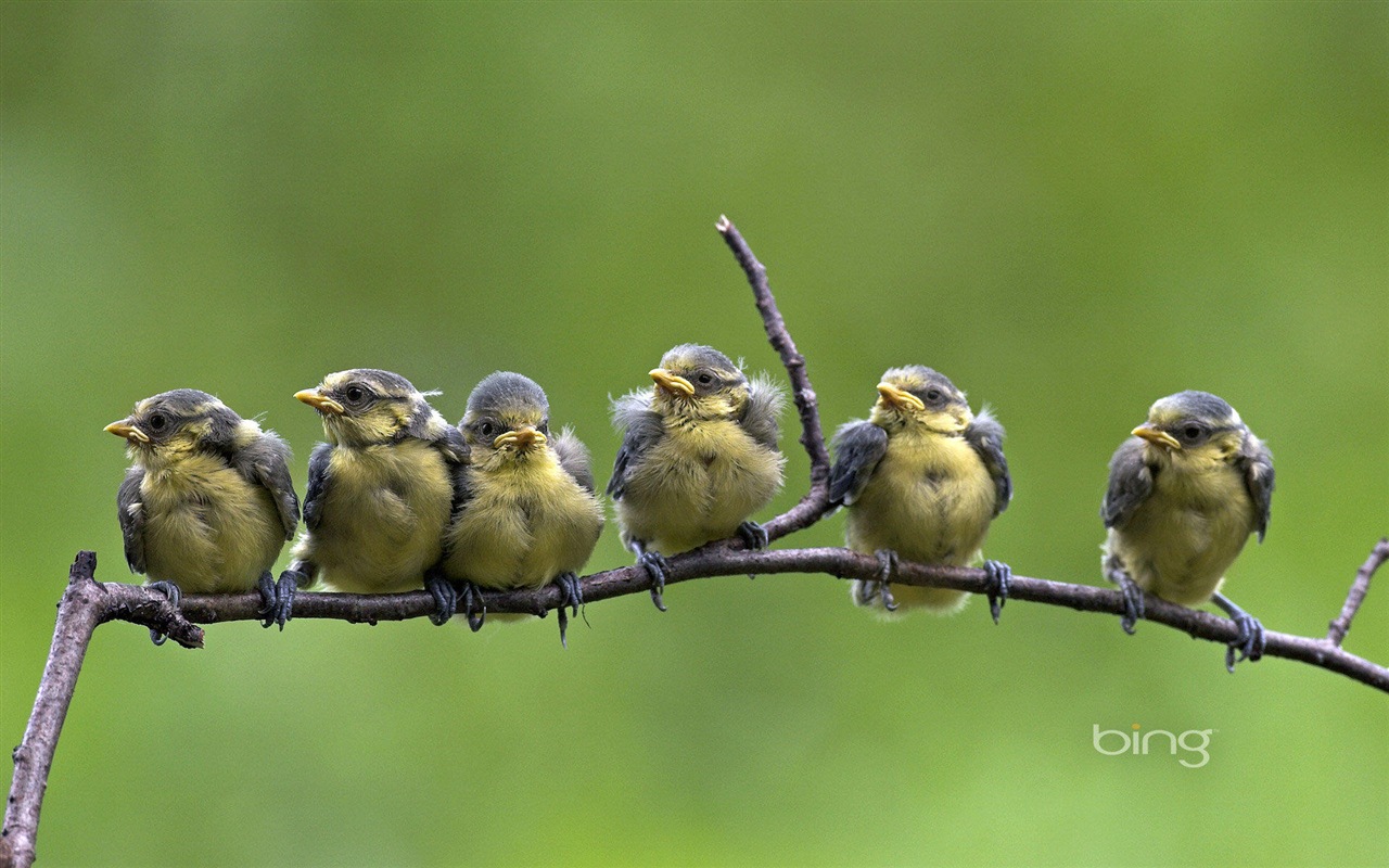 2013 Bing 必應官方動物和風景高清壁紙 #14 - 1280x800
