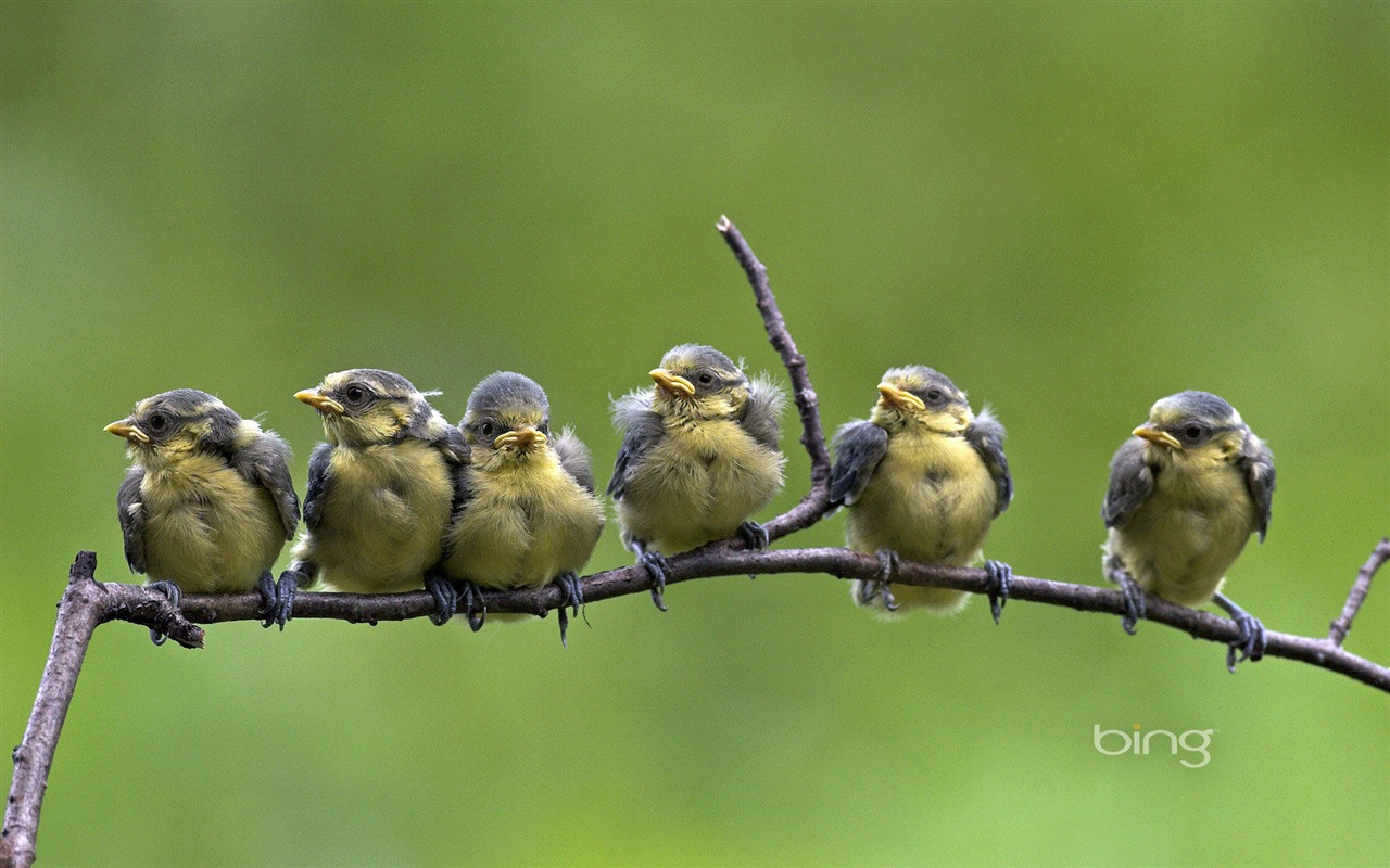 2013 Bing animaux officielles et fonds d'écran HD de paysage #14 - 1280x800