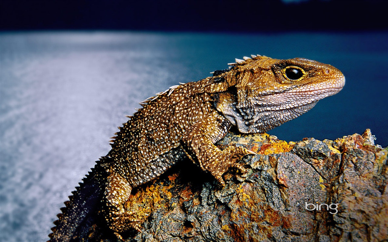 2013 Bing 必應官方動物和風景高清壁紙 #20 - 1280x800
