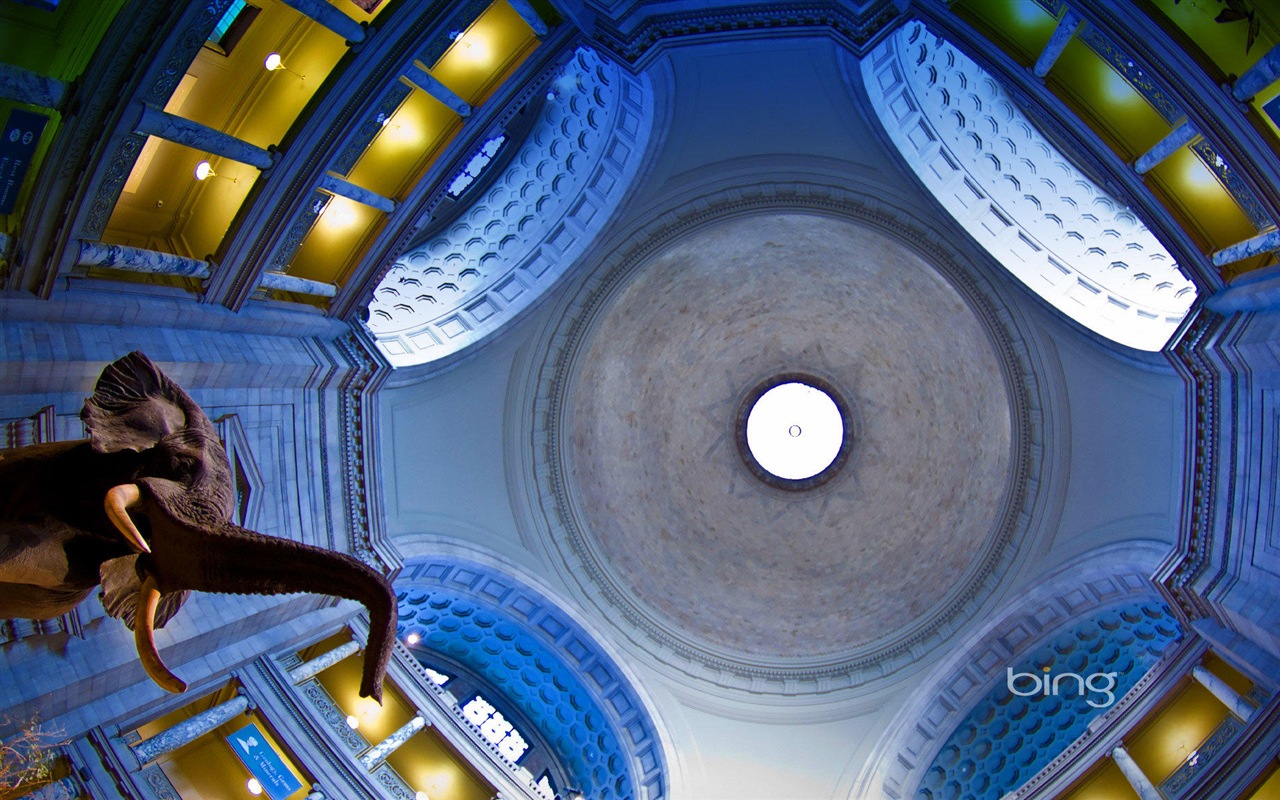 2013 Bing 必應官方動物和風景高清壁紙 #24 - 1280x800