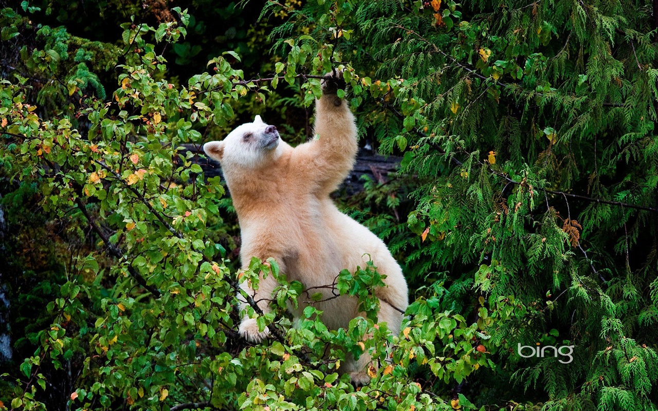 2013 Bing animaux officielles et fonds d'écran HD de paysage #26 - 1280x800