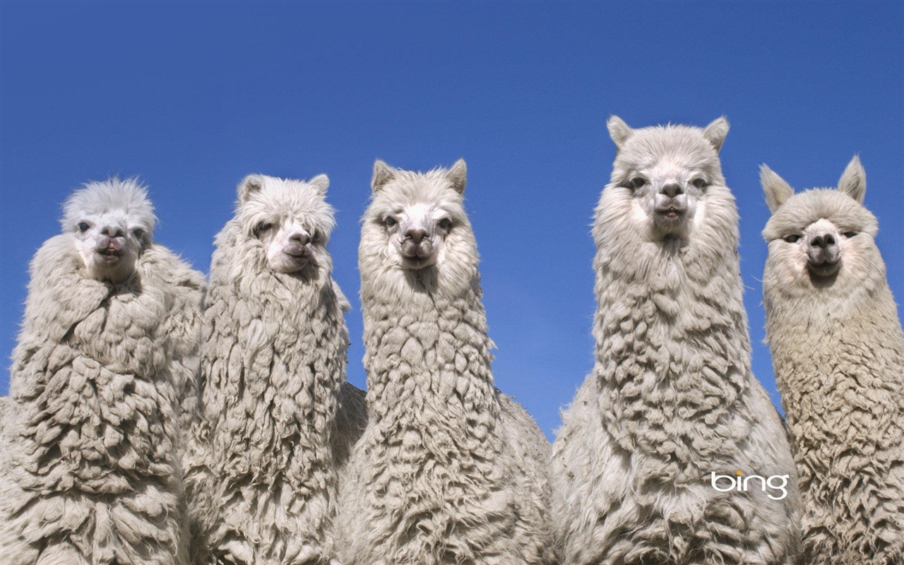 2013 Bing 必應官方動物和風景高清壁紙 #29 - 1280x800