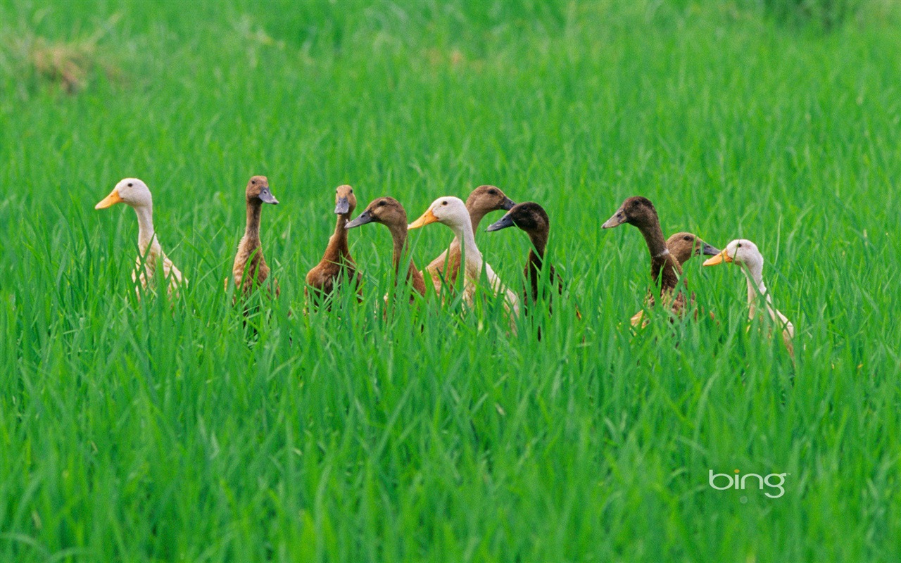 2013 Bing animaux officielles et fonds d'écran HD de paysage #30 - 1280x800