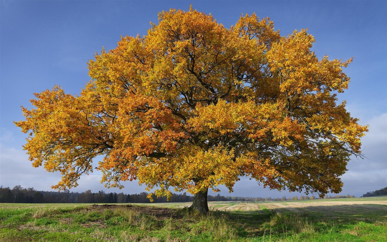 Suède saisons beauté naturelle écran HD #6 - 1280x800