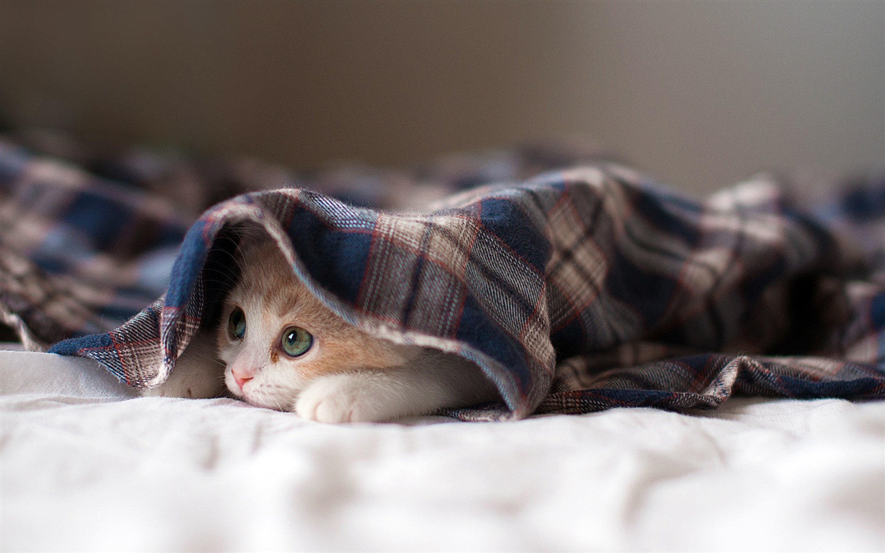 Fun funny cat HD wallpapers #3 - 1280x800