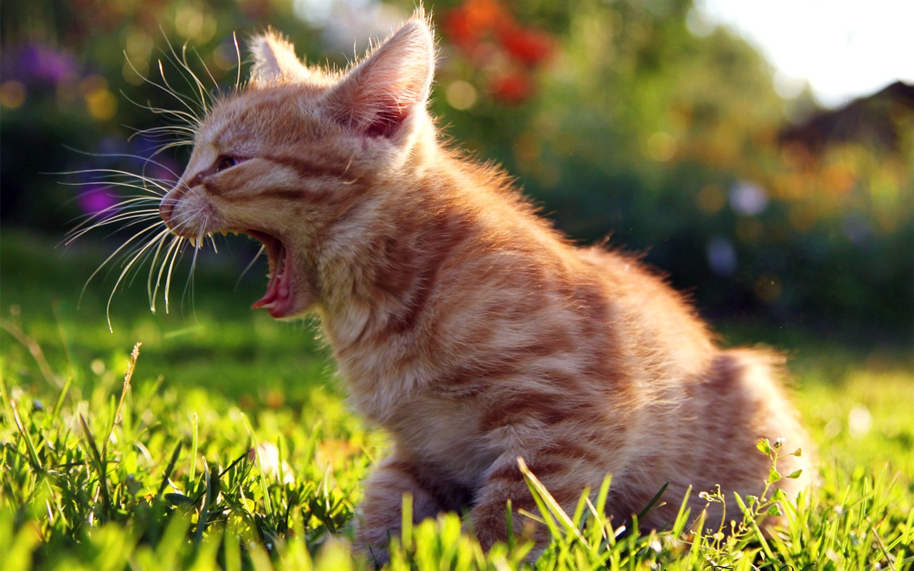 Fun funny cat HD wallpapers #7 - 1280x800