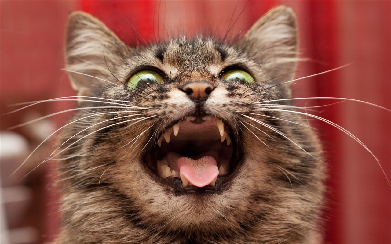 Fun funny cat HD wallpapers #14 - 1280x800