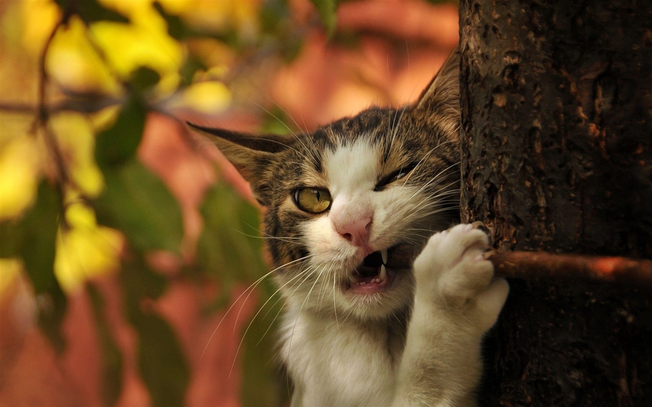 Fun funny cat HD wallpapers #16 - 1280x800