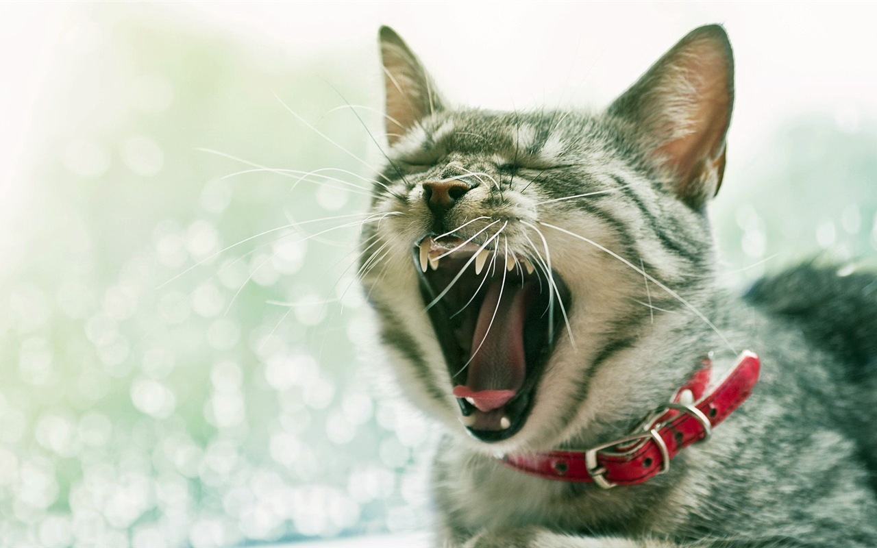 Fun funny cat HD wallpapers #17 - 1280x800