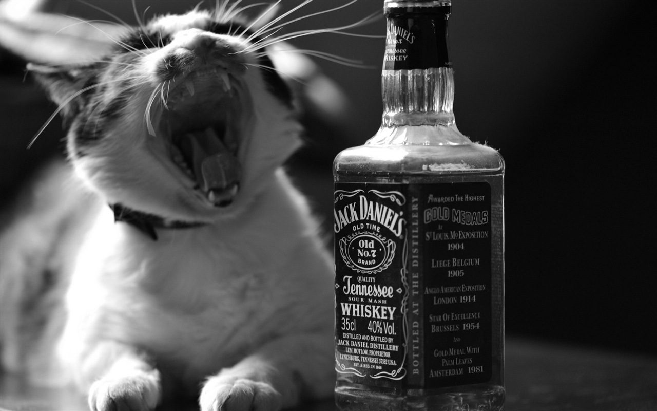 Fun funny cat HD wallpapers #18 - 1280x800