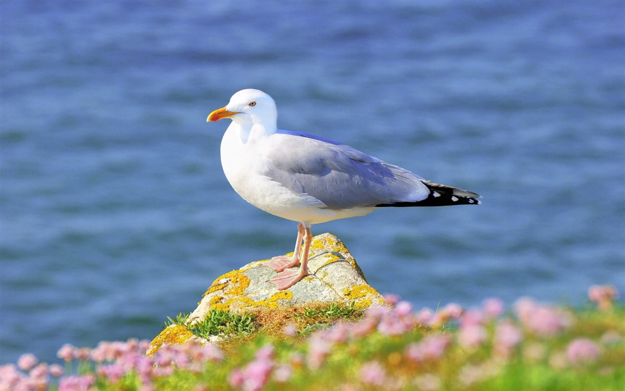 海上的鳥 海鷗高清壁紙 #1 - 1280x800