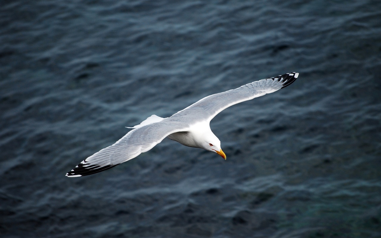 海上的鳥 海鷗高清壁紙 #2 - 1280x800