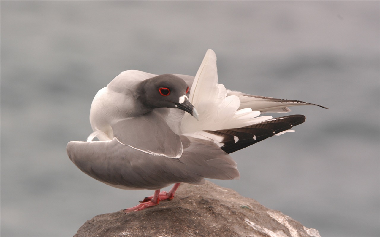 海上的鳥 海鷗高清壁紙 #3 - 1280x800