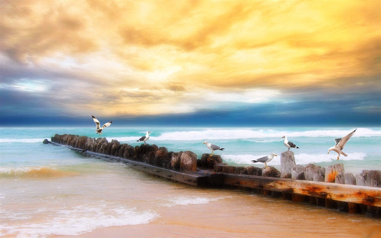 海上的鳥 海鷗高清壁紙 #4 - 1280x800