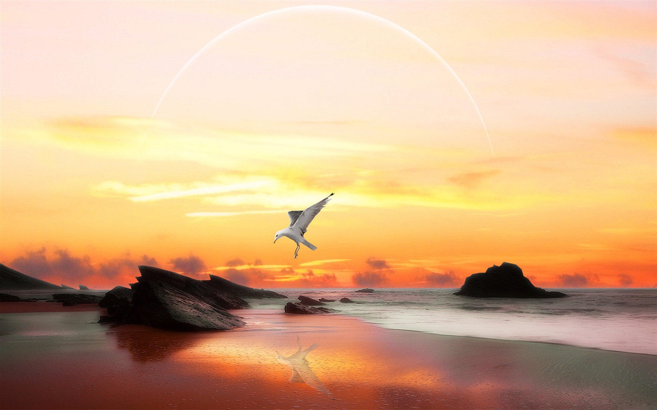 Sea bird seagull HD wallpapers #8 - 1280x800